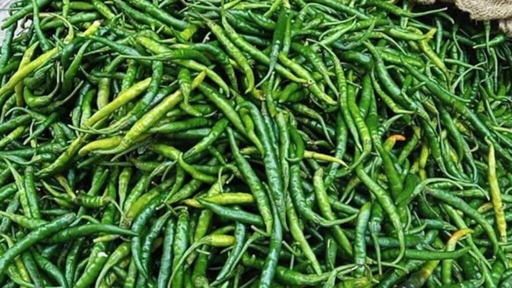 কাল থেকেই কাঁচামরিচ আমদানি শুরু: কৃষিমন্ত্রী