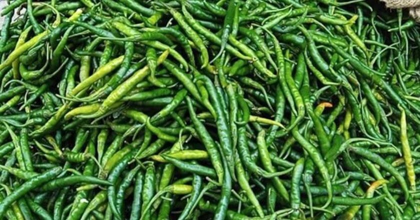 কাল থেকেই কাঁচামরিচ আমদানি শুরু: কৃষিমন্ত্রী