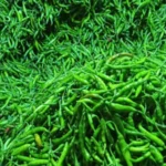 ভারত থেকে ৯.২ টন কাঁচামরিচ আমদানি