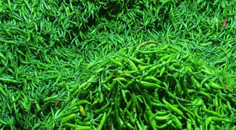ভারত থেকে ৯.২ টন কাঁচামরিচ আমদানি
