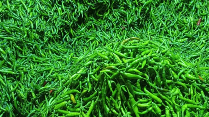 ভারত থেকে ৯.২ টন কাঁচামরিচ আমদানি