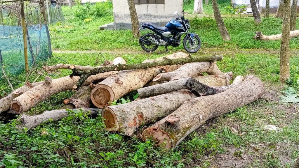 বদলগাছী হাসপাতালে নিলাম ছাড়াই সরকারি গাছ কাটার অভিযোগ