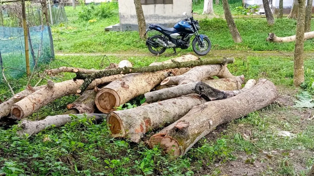 বদলগাছী হাসপাতালে নিলাম ছাড়াই সরকারি গাছ কাটার অভিযোগ
