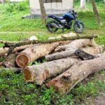 বদলগাছী হাসপাতালে নিলাম ছাড়াই সরকারি গাছ কাটার অভিযোগ