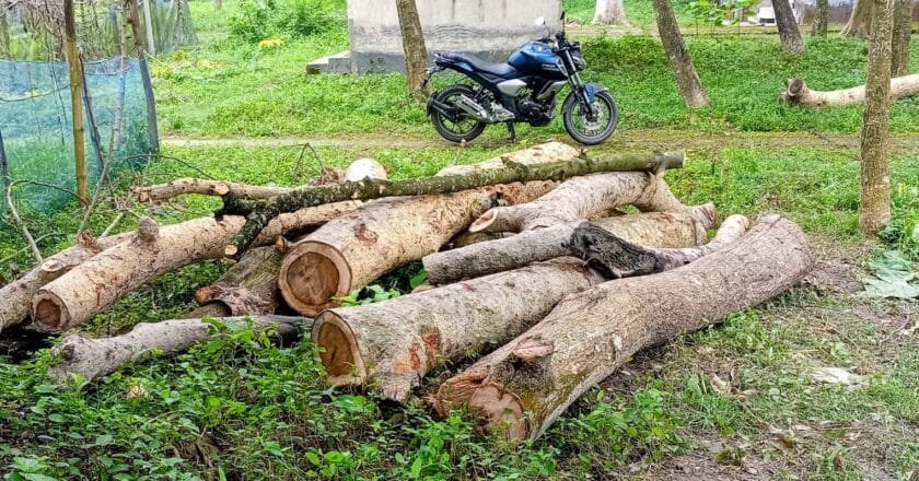 বদলগাছী হাসপাতালে নিলাম ছাড়াই সরকারি গাছ কাটার অভিযোগ