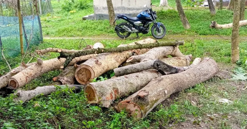 বদলগাছী হাসপাতালে নিলাম ছাড়াই সরকারি গাছ কাটার অভিযোগ