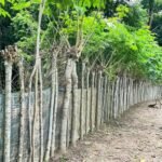 রায়গঞ্জে বিলুপ্তপ্রায় জিগা গাছ, মিলল তাড়াশে