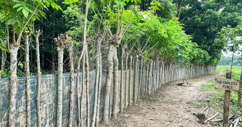 রায়গঞ্জে বিলুপ্তপ্রায় জিগা গাছ, মিলল তাড়াশে