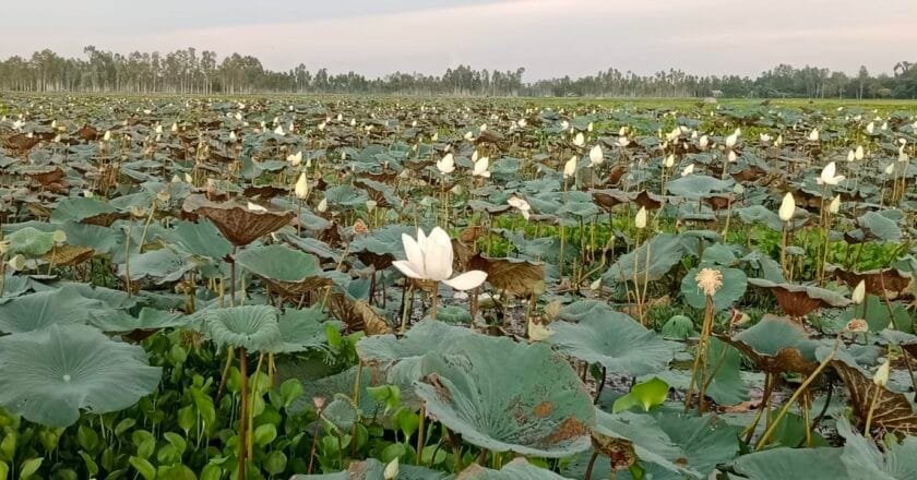 নাগেশ্বরীতে শ্বেতপদ্মের মায়াবী সৌন্দর্যে সেজেছে কেশরিয়া বিল
