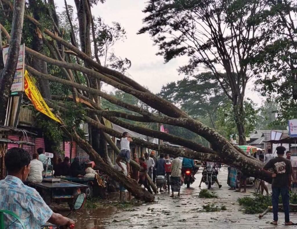 বকশীগঞ্জে আকস্মিক ঝোড়ো হাওয়ায় গাছ ভেঙে সড়ক বন্ধ