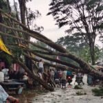 বকশীগঞ্জে আকস্মিক ঝোড়ো হাওয়ায় গাছ ভেঙে সড়ক বন্ধ