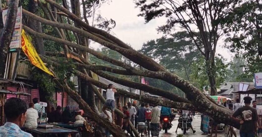 বকশীগঞ্জে আকস্মিক ঝোড়ো হাওয়ায় গাছ ভেঙে সড়ক বন্ধ