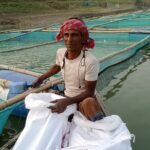 রায়গঞ্জে ফুলজোড় নদীতে খাঁচায় মাছ চাষে ভাগ্য বদলেছে শত পরিবারের
