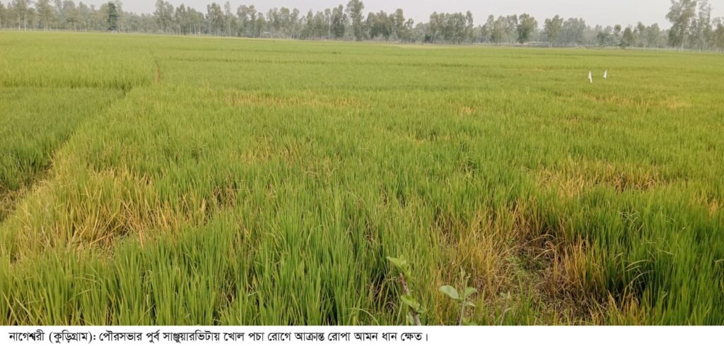 নাগেশ্বরীতে আমন ধান ক্ষেতে খোল পচা রোগের আক্রমণ