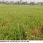 নাগেশ্বরীতে আমন ধান ক্ষেতে খোল পচা রোগের আক্রমণ