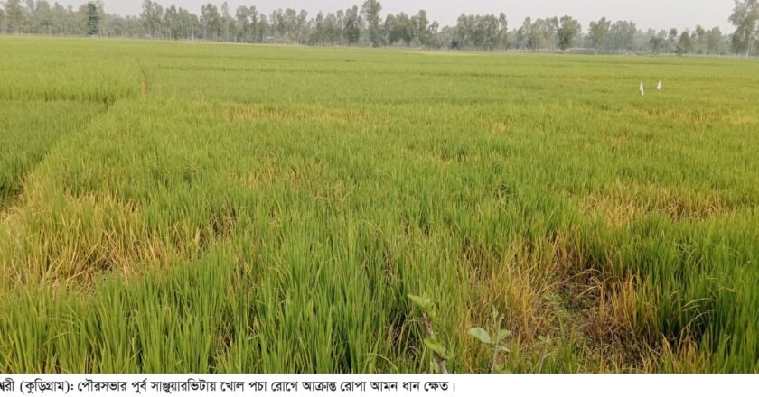 নাগেশ্বরীতে আমন ধান ক্ষেতে খোল পচা রোগের আক্রমণ