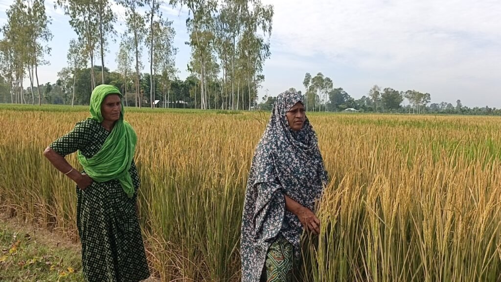 নাগেশ্বরীতে আমন ধানক্ষেতে কীটনাশক প্রয়োগ করে ফসল নষ্টের অভিযোগ
