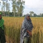 নাগেশ্বরীতে আমন ধানক্ষেতে কীটনাশক প্রয়োগ করে ফসল নষ্টের অভিযোগ‎​