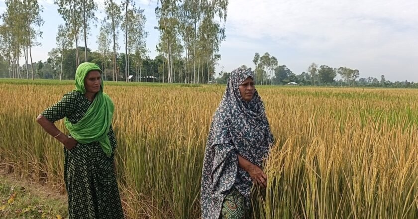 নাগেশ্বরীতে আমন ধানক্ষেতে কীটনাশক প্রয়োগ করে ফসল নষ্টের অভিযোগ‎​
